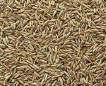 Cumin seeds