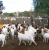 Import 100% full blood Boer goats young and adults / kalahari red goats from South Africa