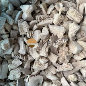 IQF Frozen Oyster Mushroom Pleurotus Ostreatus