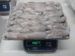 Frozen Squid