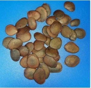 HERBAL SEEDS - Edeoku Herbal Seed
