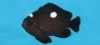 Threespot Damselfish