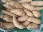 cilembu sweet potato