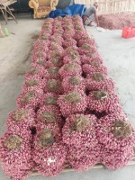 Shallot