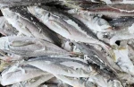 Best Quality Sea Frozen Horse Mackerel From Taiwan