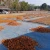 Import Dried Turmeric cut/slices from Indonesia