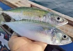 FROZEN INDIAN MACKEREL - HIGH QUALITY