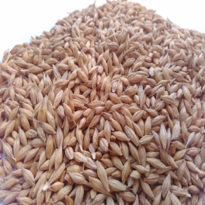 Barley Grains Premium Malted Barley Animal Feed Barley Seeds In Stock Low Price Buy Fast Delivery Best Price Available