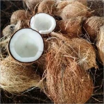 100% Top Fresh Semi Husked Coconuts