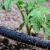 15M Black Garden Grass Flowers Water Spray Porous Soaker Hose Rubber Pipe for Garden Greenhouse Plant Soil and Watering