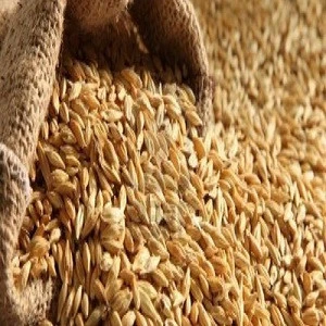 2018 Premium Quality High Nutritive Dried Animal Feed Barley for Sale from Turkey
