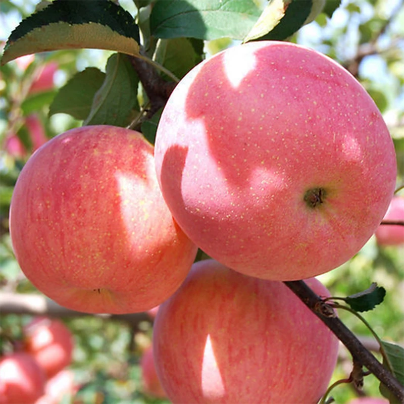 2020 new fresh fruits red Fuji apples