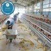 Above 95% egg production Chicken battery cage design for poultry farm(Guangzhou Factory)