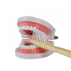 Advanced Dental Plastic Teeth Model for Medical Teaching Use, Medical Science Dental Model