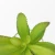 Import artificial plant succulent  bonsai   wholesale faux plant glass pot from China