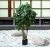 Import Artificial  Tree For Interior Decoration Plastic Plant from China