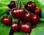 Import bagged china fresh cherries high quality from China