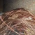 Import Best Copper Scrap, Copper Wire Scrap, Copper 99.999% Purity Bulk coper scrap copper wire from China