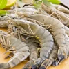 Best Quality Giant Tiger Shrimp Export Quality Prawn