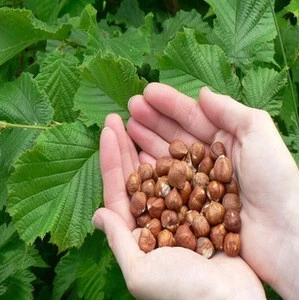 Blanched Hazelnuts/ Organic Hazel Nuts