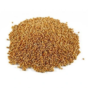 bulk sorghum grains for sale