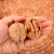 Import Chinese  price of  1kg small thin shell walnut from China