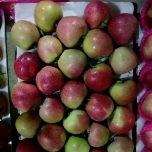 Chinese Red Qinguan Apple New Crop