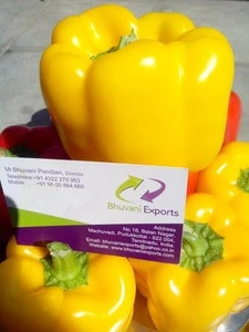Color Capsicum/Bell Pepper/Fresh Exotic Vegetables!