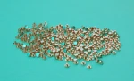 Contact Materials for low-voltage devices- AgSnO2