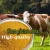 Import Premium Quality Corn Gluten Meal Powder For Animal Feed from China