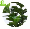 Customized Artificial Ficus pandurata Hance green bonsai size 175cm big leaves Ficus leaf tree for sale