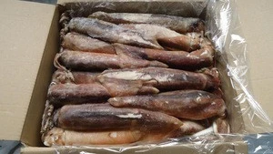 Delicious Fresh and Frozen Squid For Sale
