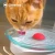 Import Electric Automatic Water Fountains Pet Friendly Cat Water Fountain Pet Water Drinker With Non-Slip Pad from China