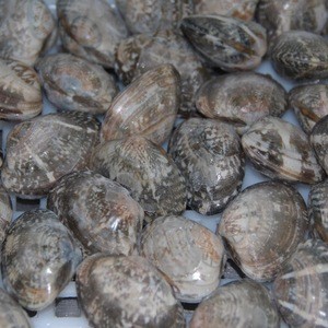 Export Frozen No Sand No Any Additives Baby Clam With Shell Any Sizes