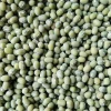 Factory wholesale high quality chinese green mung beans