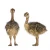 Import FERTILE FRESH OSTRICH EGGS AND CHICKS/RED AND BLACK NECK OSTRICH CHICKS from Belgium