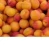 Import Fresh apricot, Organic Fresh apricot, Fresh Apricot fruit from South Africa from South Africa