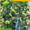 Fresh Broccoli Vegetable Broccoli In Carton