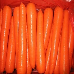 Fresh Carrot with Premium Quality for sale