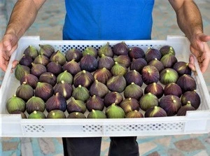 Fresh Fig Fruits.