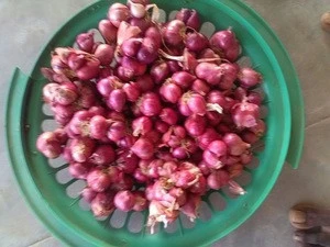 Fresh Natural Indian Small Onion From Tamil Nadu