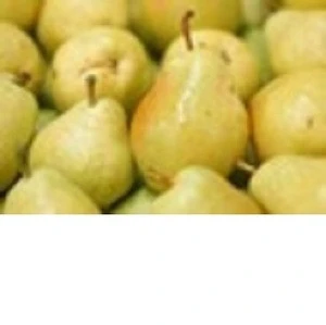 FRESH PEARS FRUIT from South Africa