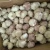 Import fresh peeled garlic, vacuum packed peeled garlic cloves from Spain