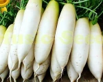 Fresh Radish from Turkey