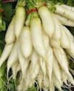 Fresh Radish