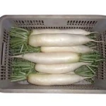 Fresh Radish