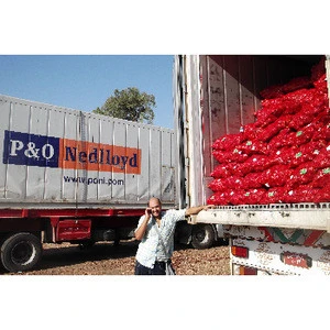 fresh red ONION , yellow onion , Egypt onion to Suriname