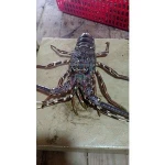 Frozen Fresh Live Lobster - Alive Lobster For Hong Kong - Malaysia - Thailand - China