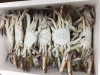 Frozen Seafood Swimming Crab