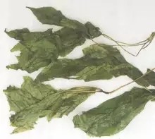 full automatic pure new dried organic ginseng leaves for tea processing production line